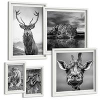 BILDER SET 5er Set - 50x50 cm & 20x30 cm & 40x60 cm Weißer Rahmen - Wildtiere Löwe Jaguar Giraffe Zebras - Weiß, Kunststoff (40/60cm) - TULUP