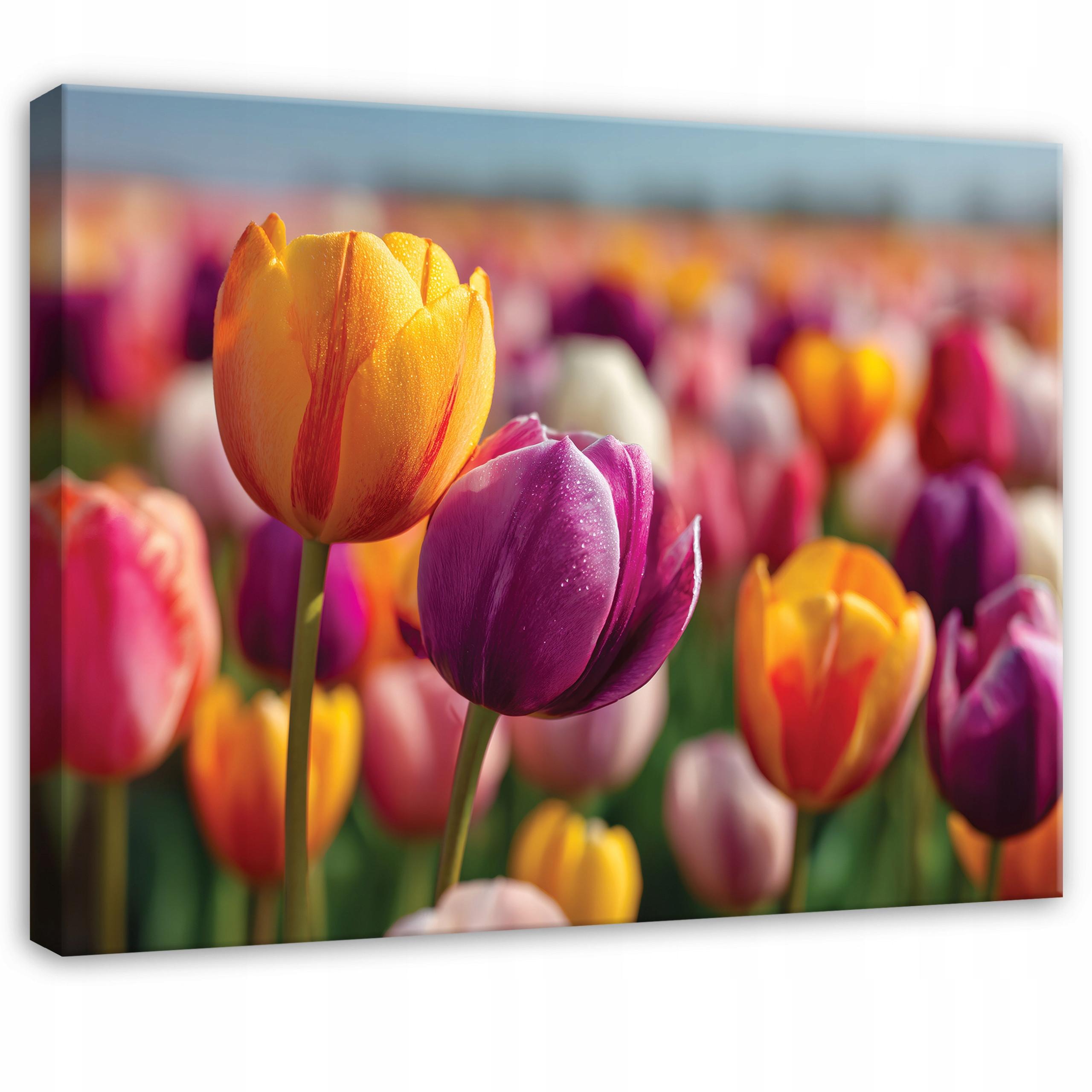 LEINWANDBILD Blumen Tulpen Bunt 60x40 cm - Multicolor, Holzwerkstoff (60/40cm) - Wallarena