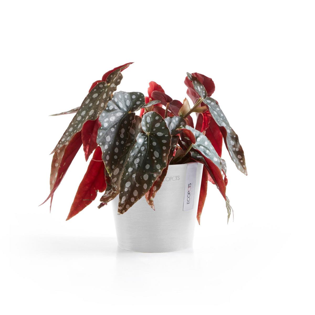 BLUMENTOPF Amsterdam 13/11,4 cm Weiß - Weiß, Kunststoff (13/11.4cm) - Ecopots