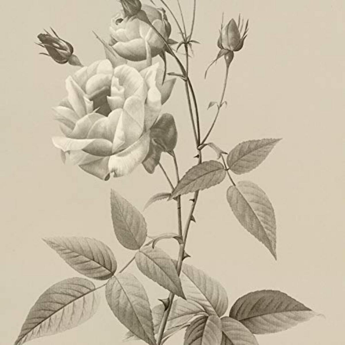 POSTER Set mit 4 Botanischen Stils Rosa weich Jahrgang Hintergrund A3 Rahmenlos - Klar, Papier (29.7/3cm) - Nacnic