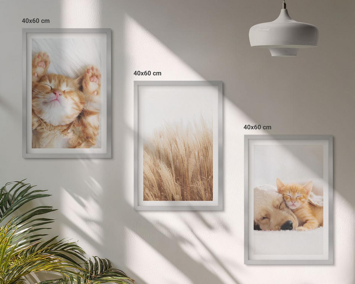 BILDER SET 3er Set - 40x60 cm Silberner Rahmen - Niedliche Tiere, Katzen, Hunde, Boho-Stil - Silberfarben, Kunststoff (40/60cm) - TULUP