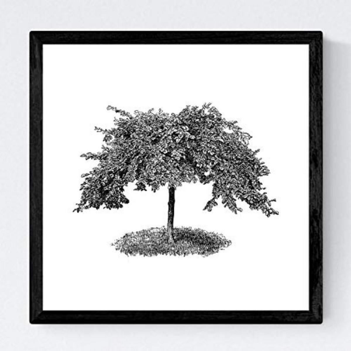 POSTER Set mit 4 Bädern Zierbäume weißer Hintergrund 20x20cm Schwarzer Rahmen - Schwarz, Papier (20/3cm) - Nacnic
