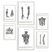 POSTER Set Mit 6 Anatomiebilder von Muskeln und Knochen, Rücken, Bein, Arm, Wirbelsäule, Becken, Rippen A3 & A4 Weißer Rahmen - Weiß, Papier (29/3cm) - Nacnic