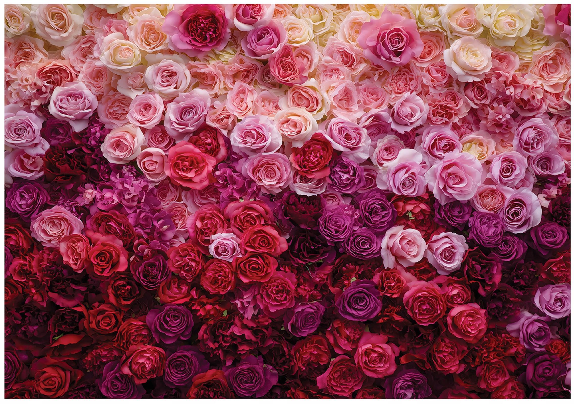 FOTOTAPETE Blumen Rosen Rosa 300x210 cm - Multicolor, Papier (300/210cm) - Wallarena