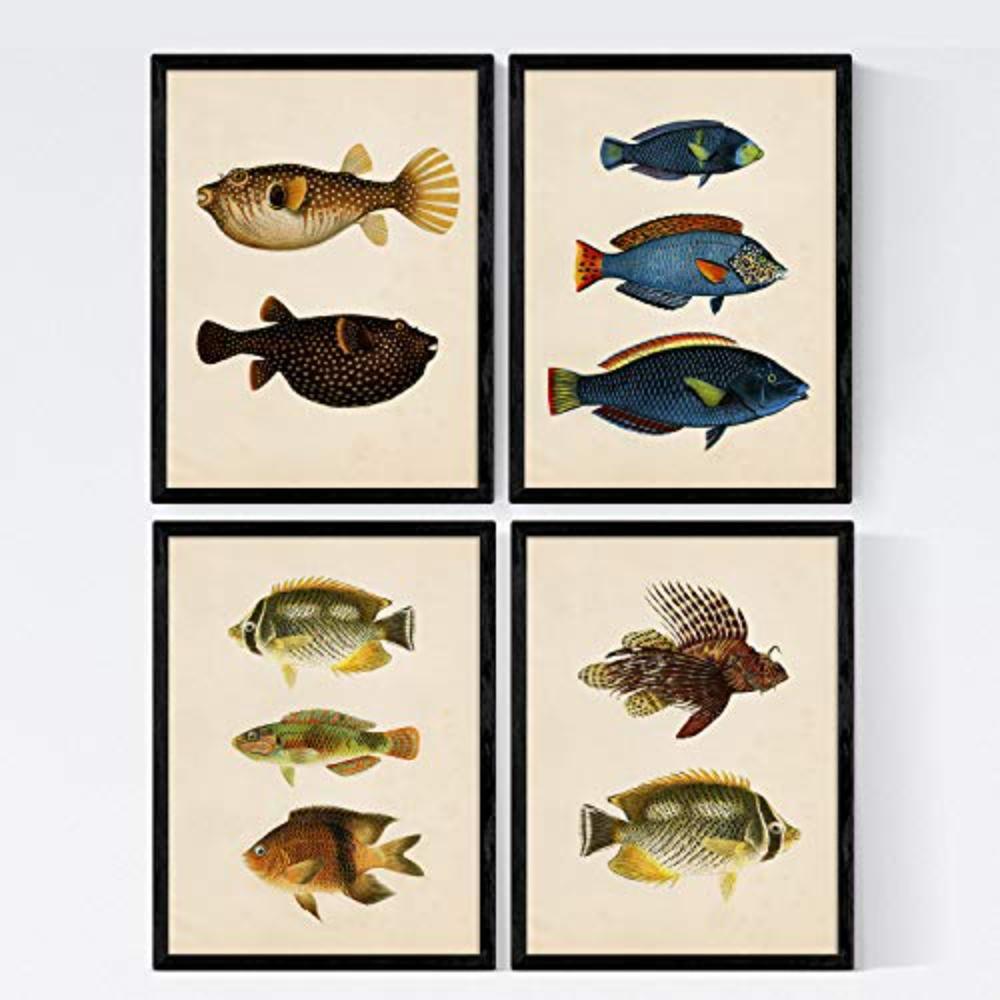 POSTER Set mit 4 Timor 10 verschiedenen Fischen A4 Rahmenlos - Klar, Papier (29.7/3cm) - Nacnic