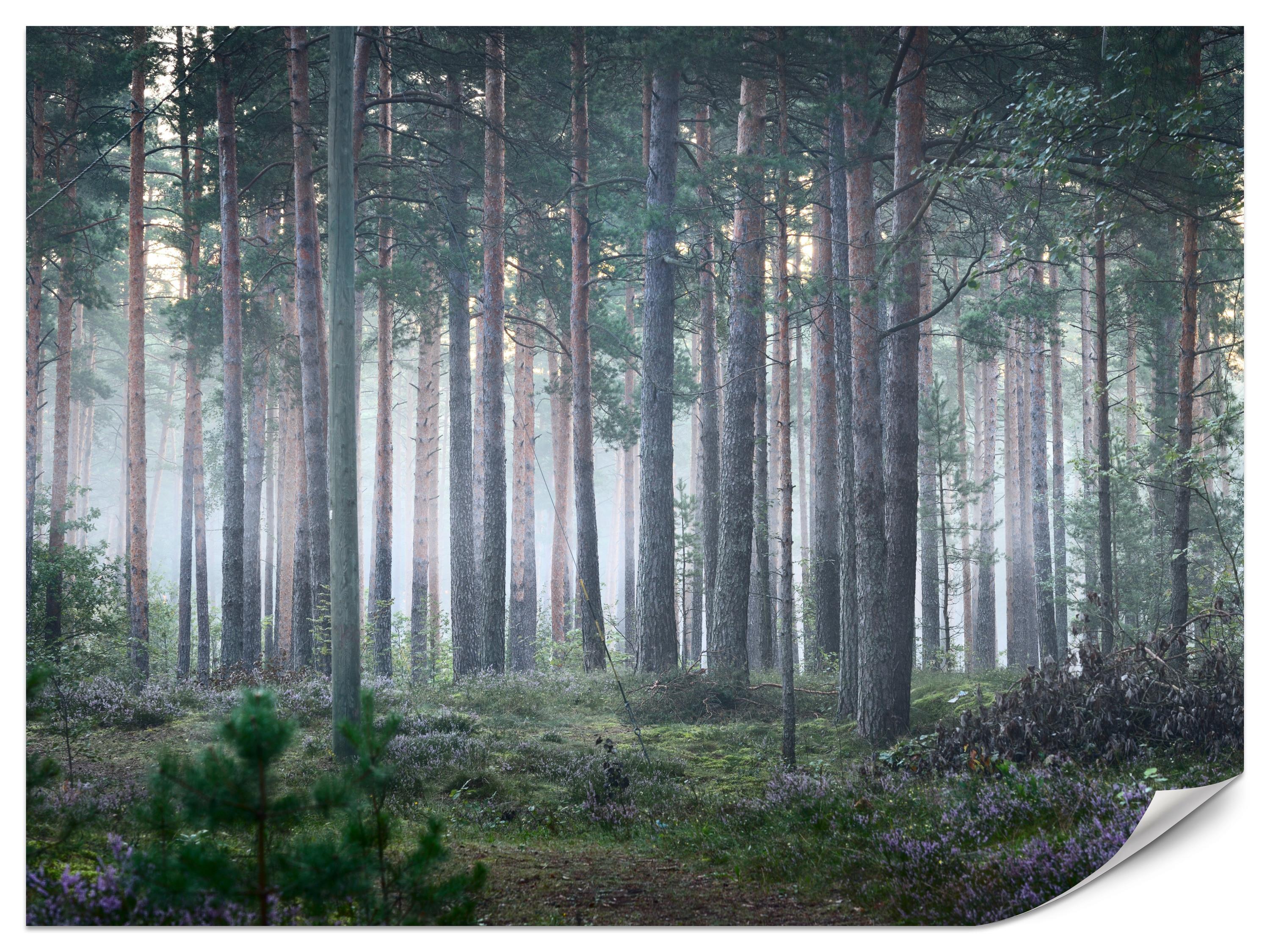 FOTOTAPETE für Wohnzimmer Nebelwald mit Bäumen Moos Grün 450x315 - Grau/Grün, Papier (450/315cm) - Muralo