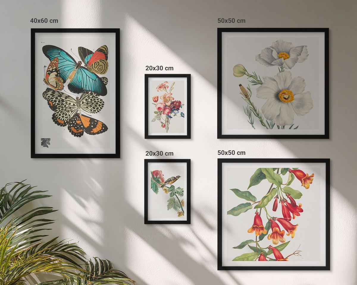 BILDER SET 5er Set - 50x50 cm & 20x30 cm & 40x60 cm Schwarzer Rahmen - Blumen, Schmetterlinge, Vögel, Pastellfarben - Schwarz, Kunststoff (40/60cm) - TULUP