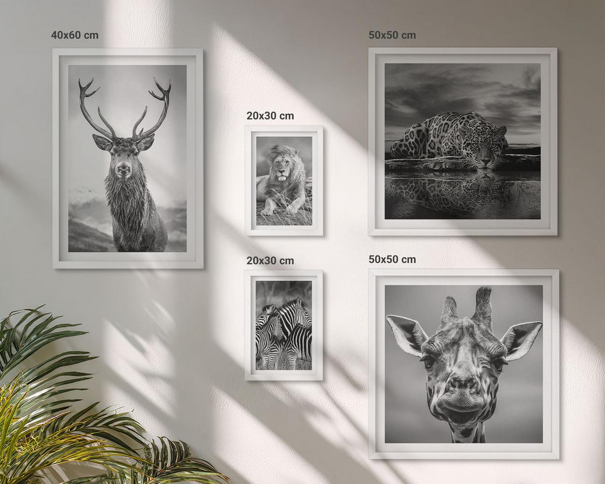 BILDER SET 5er Set - 50x50 cm & 20x30 cm & 40x60 cm Weißer Rahmen - Wildtiere Löwe Jaguar Giraffe Zebras - Weiß, Kunststoff (40/60cm) - TULUP