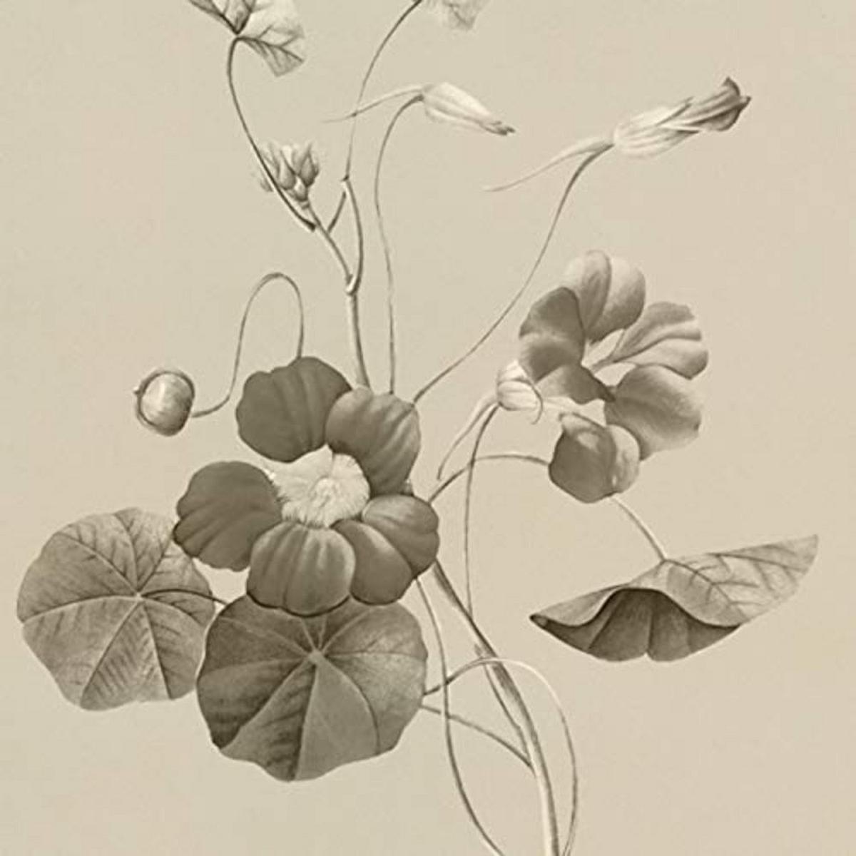 POSTER Set mit 4 Botanischen Stils Sensitive A3 Rahmenlos - Klar, Papier (29.7/3cm) - Nacnic