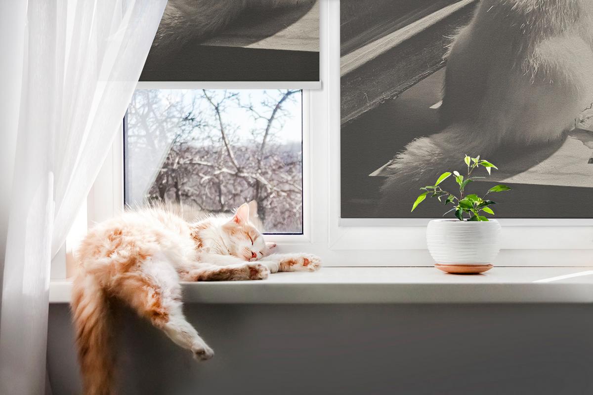 INNENROLLO - Fensterrollo - Rollo - 120x140 cm - Katzen im Fenster - Grau, Kunststoff (120/140/0.5cm) - TULUP