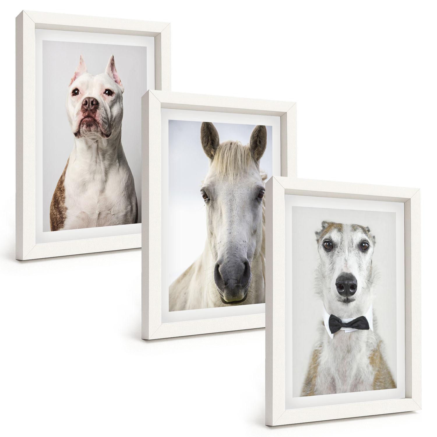 BILDER SET 3er Set - 20x30 cm Weißer Rahmen - Elegante Porträts von Hunden und Pferden - Weiß, Kunststoff (20/30cm) - TULUP