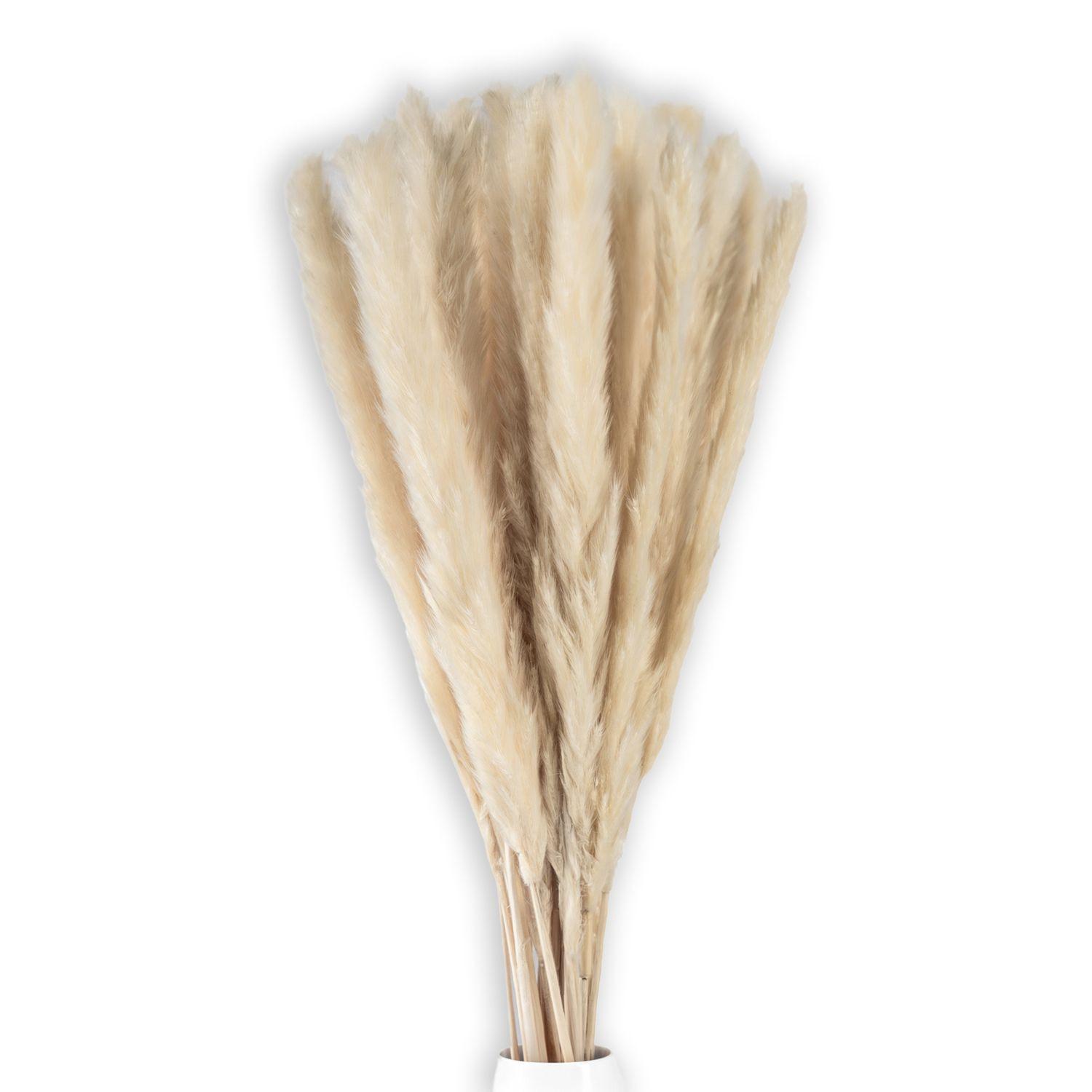 PAMPASGRAS Trockenblumen 30 Stück - Weiß, Naturmaterialen (5cm) - Intirilife