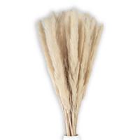 PAMPASGRAS Trockenblumen 30 Stück - Weiß, Naturmaterialen (5cm) - Intirilife