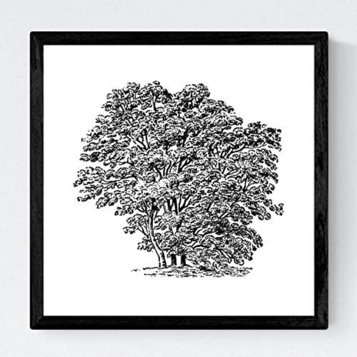 POSTER Set mit 4 Bädern Bäume variierten weißer Hintergrund 30x30 cm Rahmenlos - Klar, Papier (30/3cm) - Nacnic