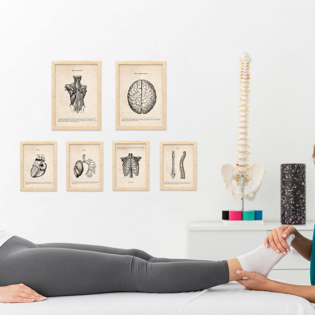 POSTER Set Mit 6 Oberkörper Medizinische Illustrationen Im Vintage Stil Von Anatomie, Körperteilen, Knochen Und Muskeln A3 & A4 Rahmen Aus Hellem Holz - Beige, Papier (29/3cm) - Nacnic