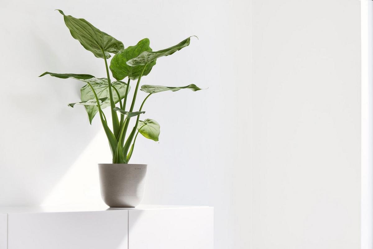 BLUMENTOPF Oslo Mini 16/13,7 cm Taupe - Taupe, Kunststoff (16/13.7cm) - Ecopots