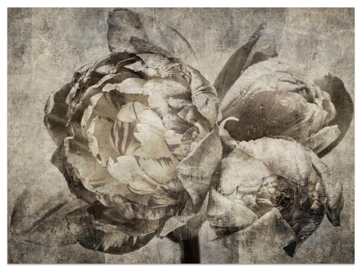 FOTOTAPETE Pfingstrosen Blumen Beton Vintage 350x256 - Beige/Braun, Papier (350/256cm) - Muralo