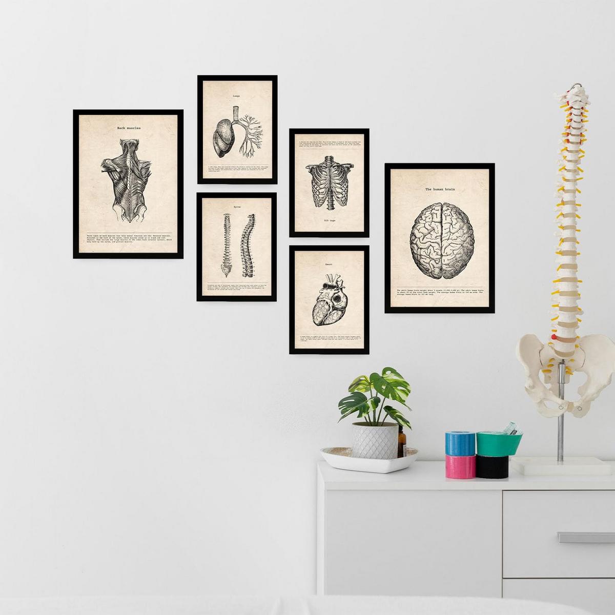 POSTER Set Mit 6 Oberkörper Medizinische Illustrationen Im Vintage Stil Von Anatomie, Körperteilen, Knochen Und Muskeln A3 & A4 Schwarzer Rahmen - Schwarz, Papier (29/3cm) - Nacnic