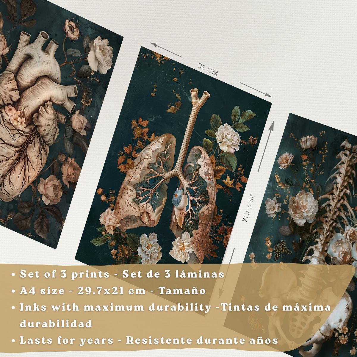 POSTER Set aus 3 Anatomie Mensch Drucke und Wandbilder mit Herz Atmungssystem und Skelett Botanischer Stil Wanddekoration Größe Leichter Holzrahmen A4 - Beige, Papier (21/29.7/3cm) - Nacnic