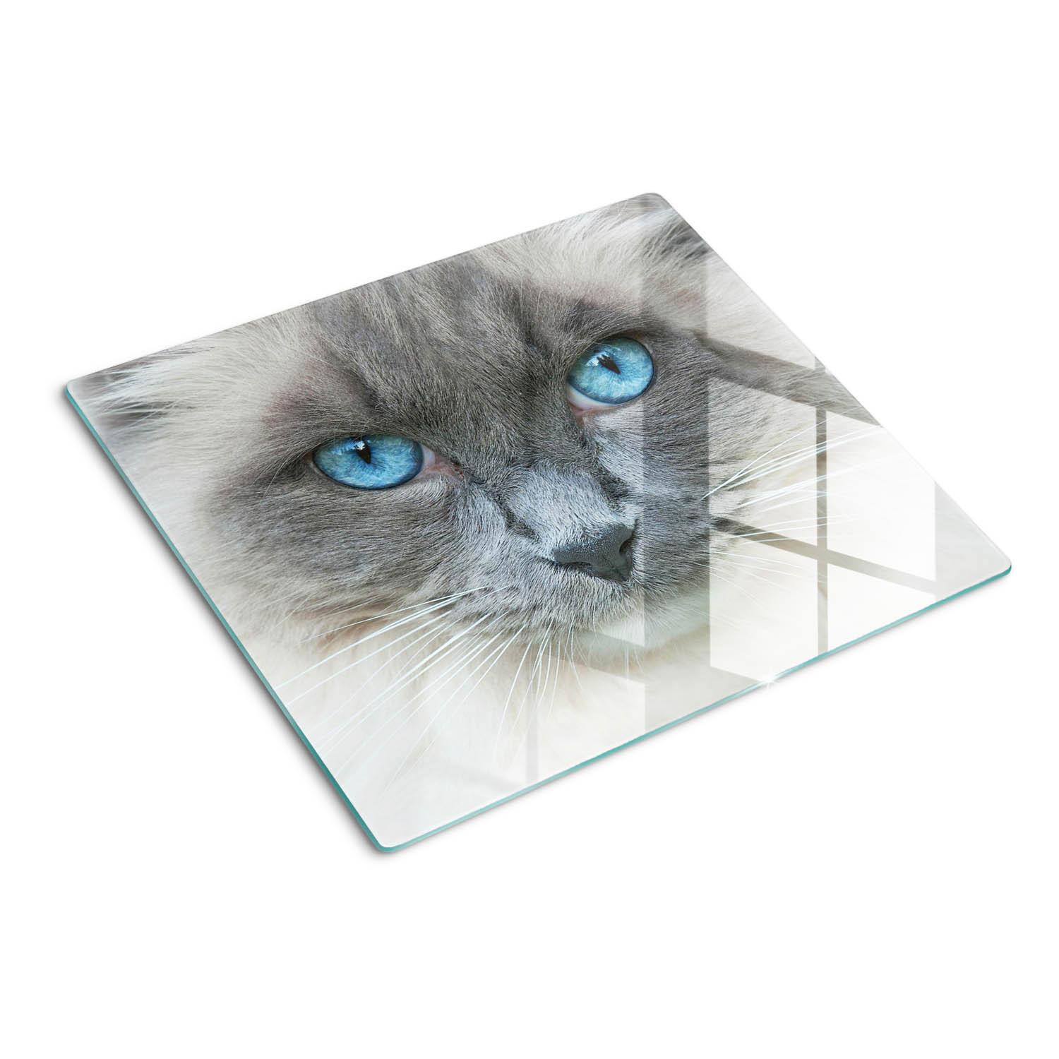 GLASPLATTE 60x52 cm Katze mit blauen Augen - Blau, Glas (60/0.4/52cm) - TULUP