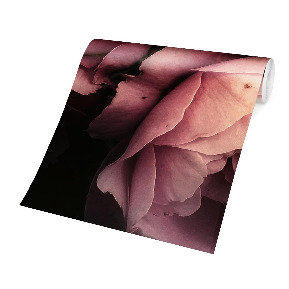 FOTOTAPETE Pfingstrosen vor Schwarz Shabby 336/225 cm - Rosa, Papier (336/225cm) - Bilderwelten