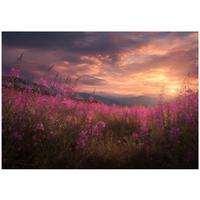 FOTOTAPETE Blumen Wiese Rosa 250x175 cm - Multicolor, Papier (250/175cm) - Wallarena