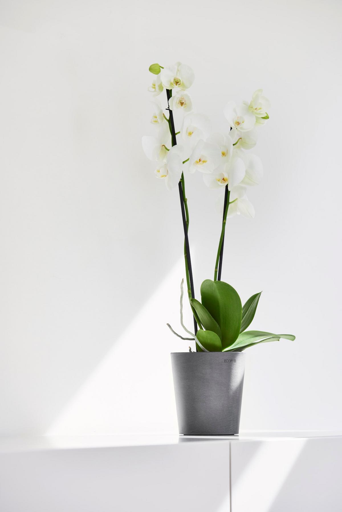 BLUMENTOPF Morinda Orchid 14/15 cm Grau - Grau, Kunststoff (14/15cm) - Ecopots