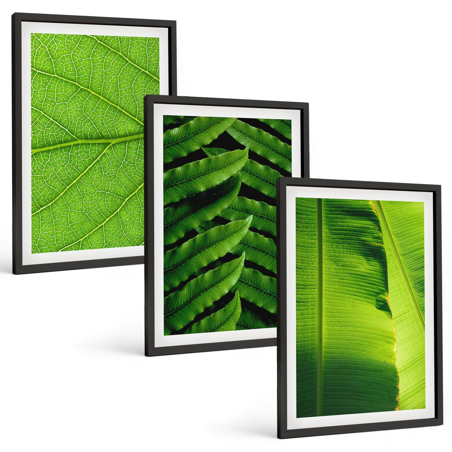 BILDER SET 3er Set - 40x60 cm Schwarzer Rahmen - Makrofotografie von tropischen Blättern - Schwarz, Kunststoff (40/60cm) - TULUP