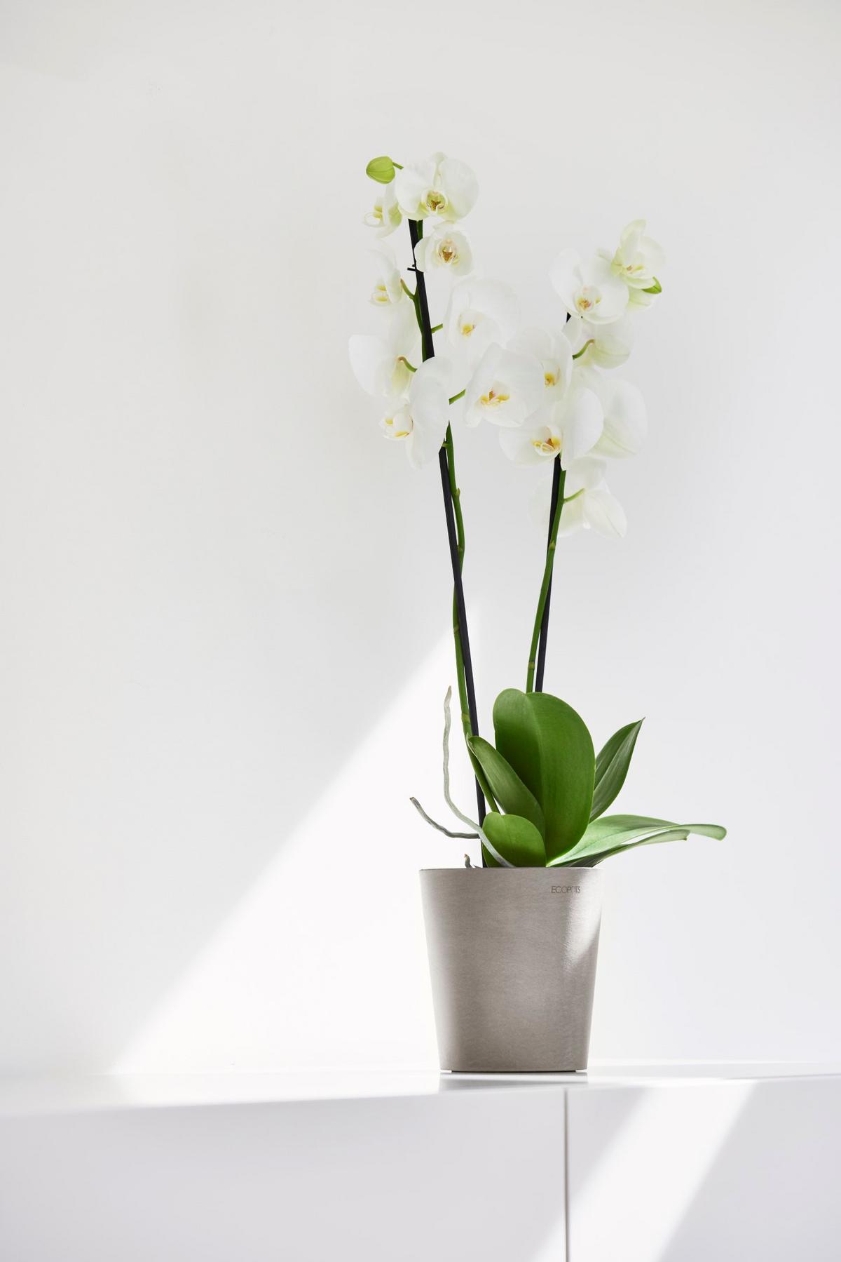 BLUMENTOPF Morinda Orchid 14/15 cm Taupe - Taupe, Kunststoff (14/15cm) - Ecopots