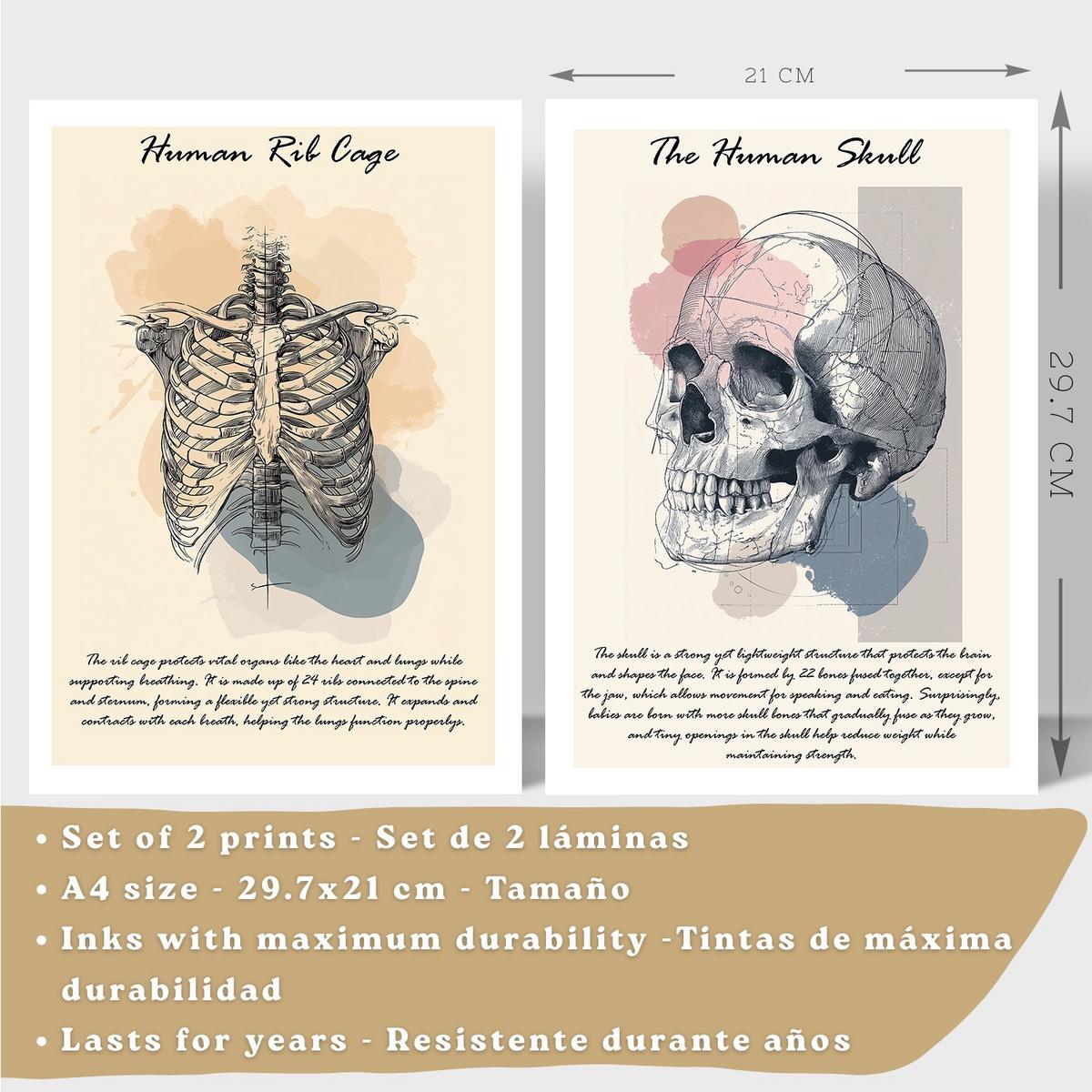 POSTER Set aus 2 Anatomie Mensch Lernposter Drucke und Wandbilder mit Skelett Rippen und Schädel Klinik Büro Dekoration Größe Weißer Rahmen A4 - Weiß, Papier (21/29.7/3cm) - Nacnic