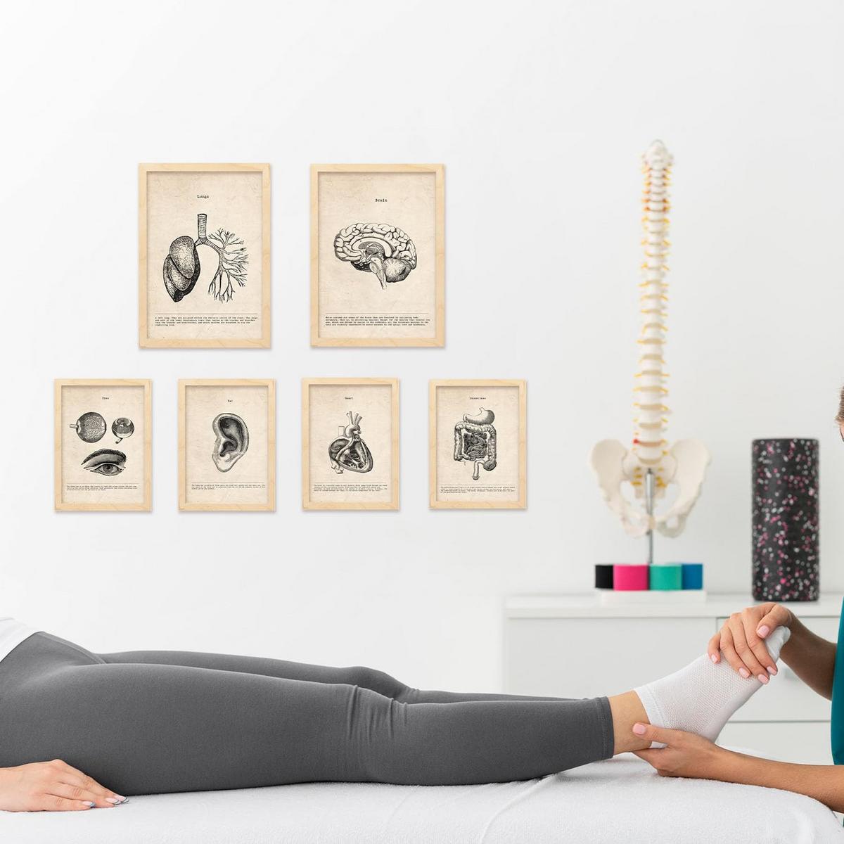 POSTER Set Mit 6 Organe Medizinische Illustrationen Im Vintage Stil Von Anatomie, Körperteilen, Knochen Und Muskeln A3 & A4 Rahmen Aus Hellem Holz - Beige, Papier (29/3cm) - Nacnic