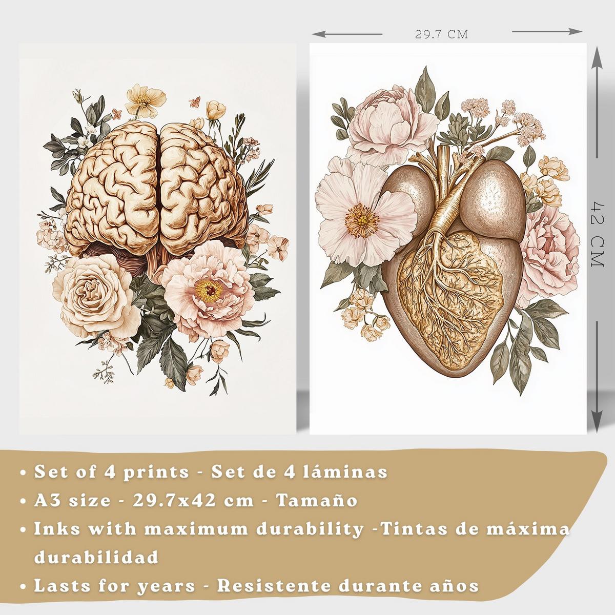 POSTER Set aus 4 Körper Anatomie Drucke mit Gehirn Herz Lungen Luftröhre Bronchien Nieren Verdauungssystem Magen Darm Größe Leichter Holzrahmen A3 - Beige, Papier (29.7/42/3cm) - Nacnic