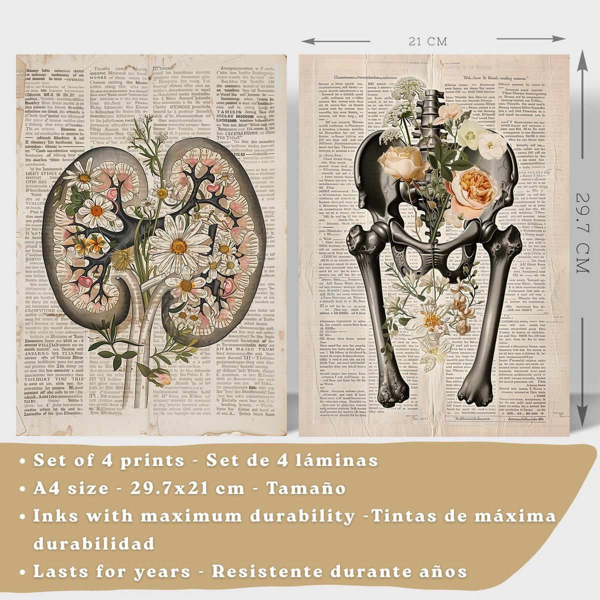 POSTER Set aus 4 Anatomie Drucke und Wandbilder mit Nieren Becken Knochen Hüfte Rippen Wirbelsäule Schädel Antiker Buch Stil Größe Schwarzer Rahmen A4 - Schwarz, Papier (21/29.7/3cm) - Nacnic