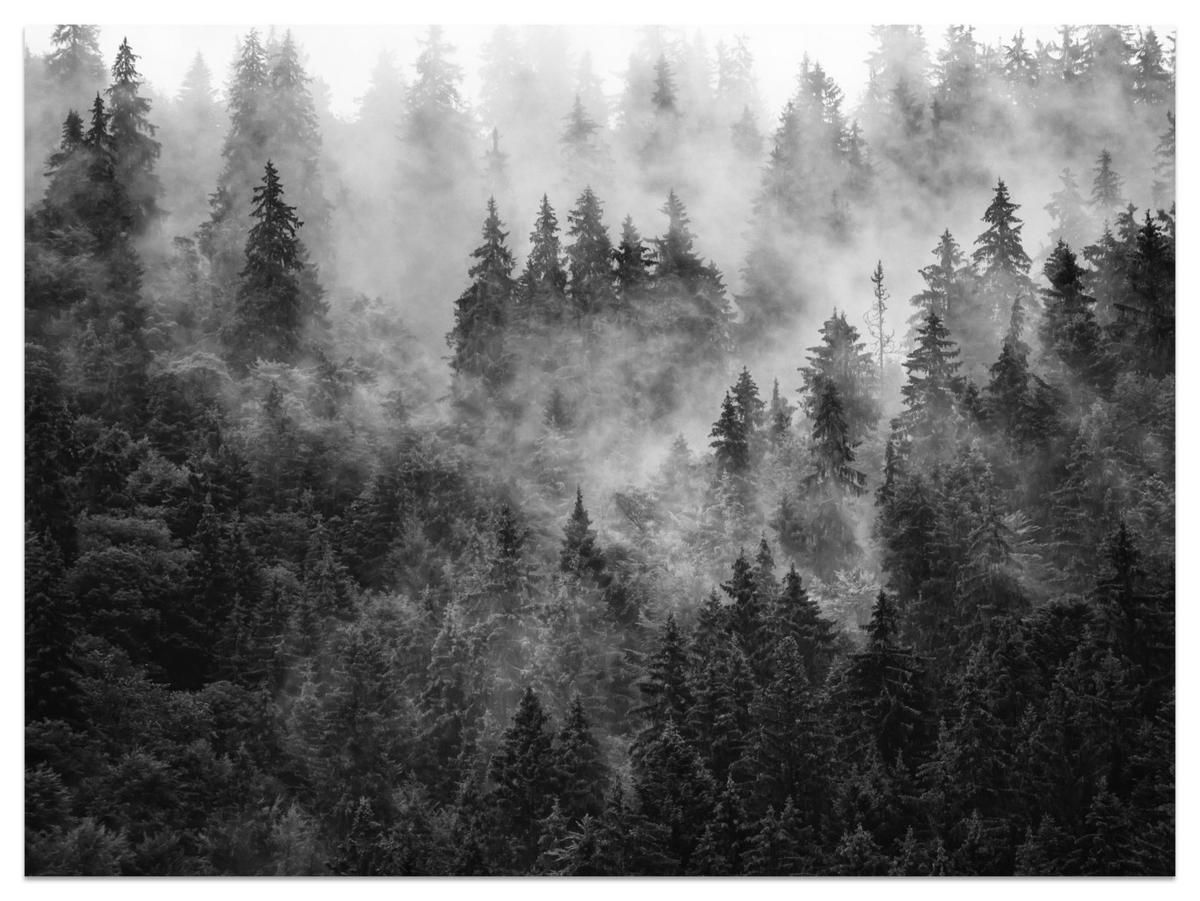 FOTOTAPETE für Wohnzimmer Dichter Nebel Forst Bäume 450x315 - Schwarz/Weiß, Papier (450/315cm) - Muralo