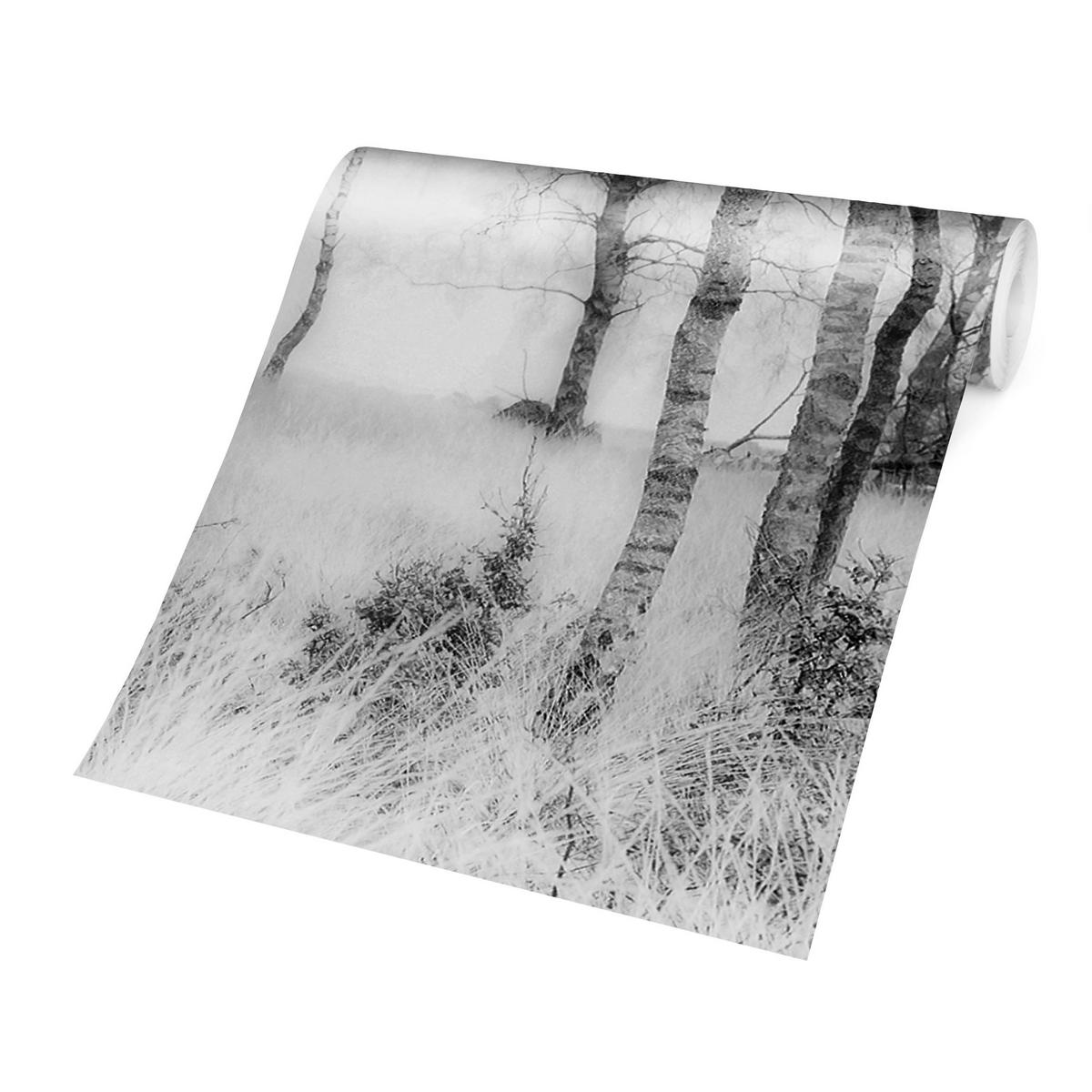 FOTOTAPETE Mystischer Birkenwald Schwarz-Weiß 288/190 cm - Schwarz, Papier (288/190cm) - Bilderwelten