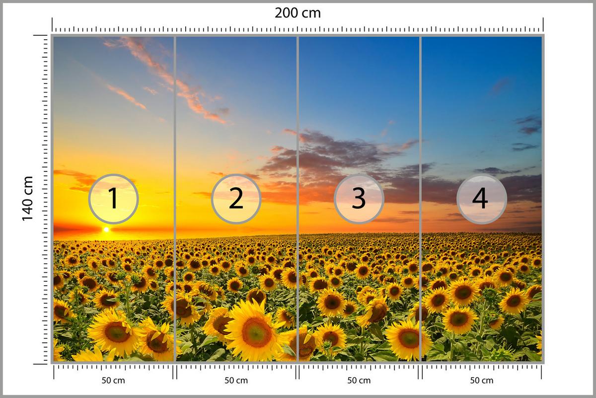 FOTOTAPETE für Küche Sonnenuntergang Sonnenblumenfeld Blumen 200x140 - Gelb/Orange, Papier (200/140cm) - Muralo