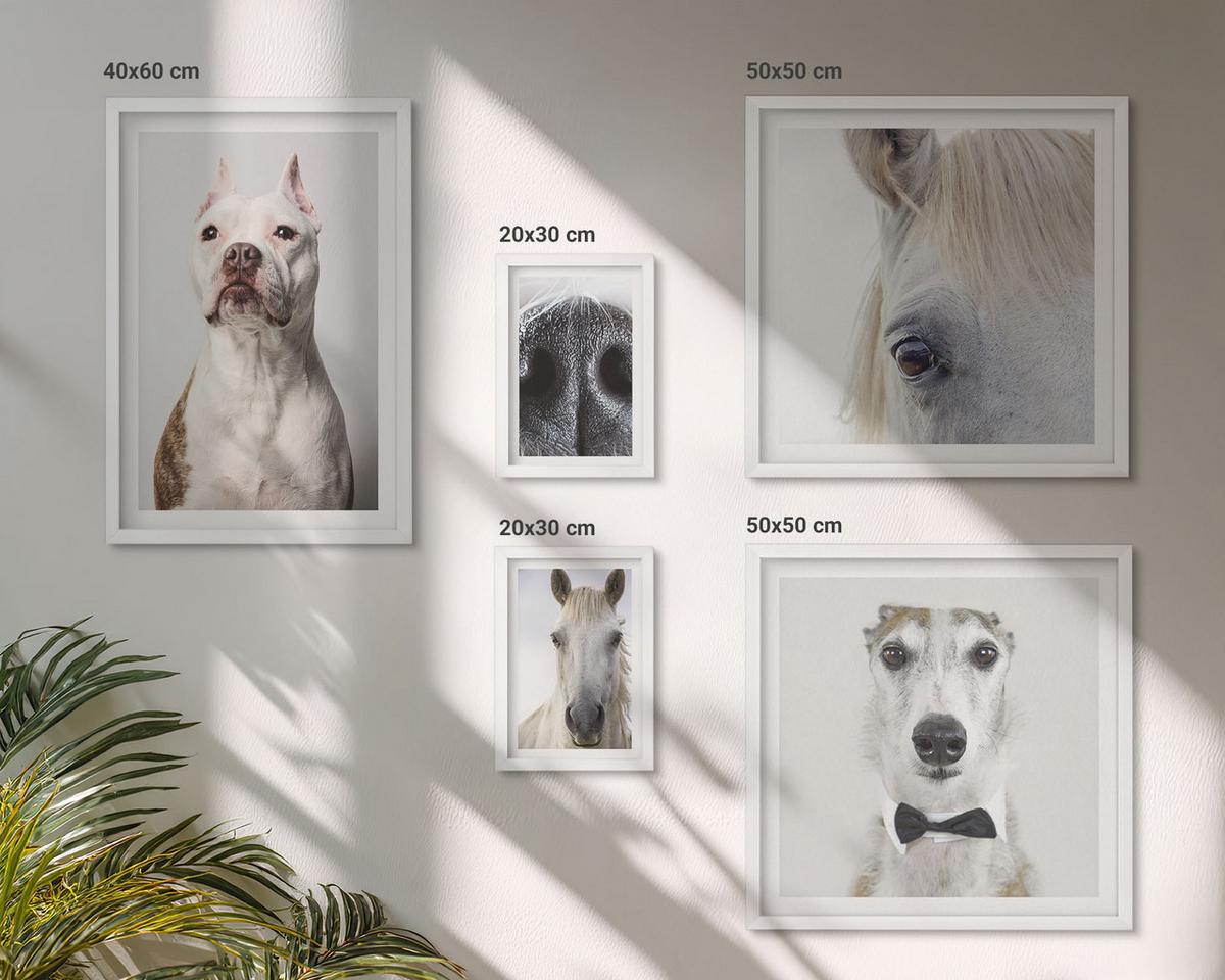 BILDER SET 5er Set - 50x50 cm & 20x30 cm & 40x60 cm Weißer Rahmen - Elegante Porträts von Hunden und Pferden - Weiß, Kunststoff (40/60cm) - TULUP