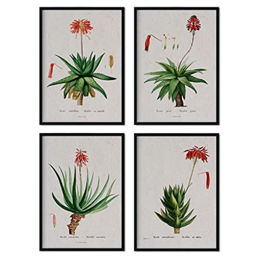 POSTER Set mit 4 mit rotem Blumenfilmen aus dem Künstler PierreJoseph Redouté A3 Schwarzer Rahmen - Schwarz, Papier (29.7/3cm) - Nacnic