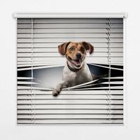 INNENROLLO - Fensterrollo - Rollo - 70x140 cm - Hund - Grau, Kunststoff (70/140/0.5cm) - TULUP