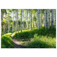 FOTOTAPETE Wald Baume Vliestapete Tapete 350x250 - Multicolor, Papier (350/250cm) - Wallarena