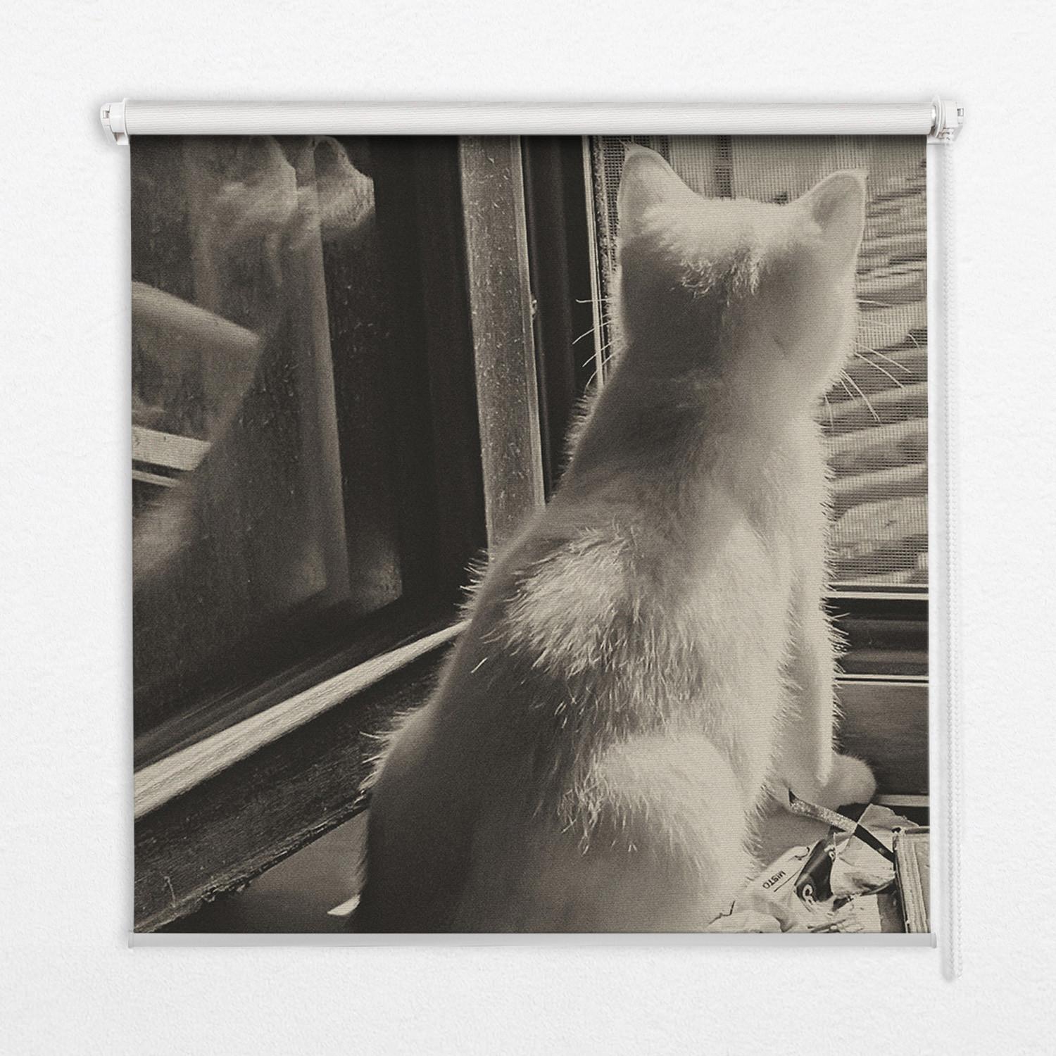 INNENROLLO - Fensterrollo - Rollo - 140x140 cm - Katzen im Fenster - Grau, Kunststoff (140/140/0.5cm) - TULUP