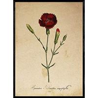POSTER Nelke. A4 Schwarzer Rahmen - Schwarz, Papier (29.7/5/21cm) - Nacnic