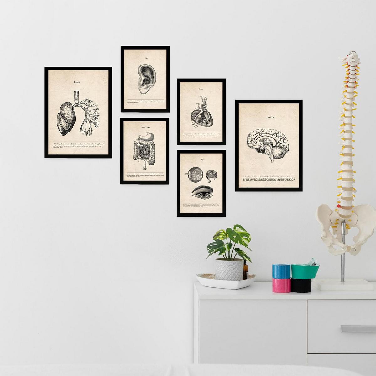 POSTER Set Mit 6 Organe Medizinische Illustrationen Im Vintage Stil Von Anatomie, Körperteilen, Knochen Und Muskeln A3 & A4 Schwarzer Rahmen - Schwarz, Papier (29/3cm) - Nacnic