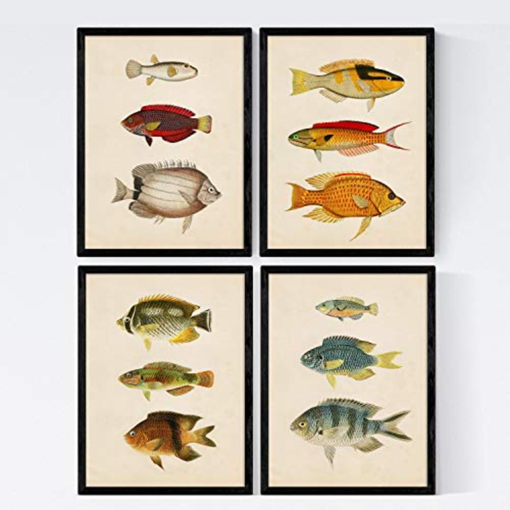 POSTER Set mit 4 Mahava von 12 verschiedenem Fisch A3 Schwarzer Rahmen - Schwarz, Papier (29.7/3cm) - Nacnic