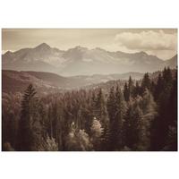 FOTOTAPETE Wald Natur Braun 150x105 cm - Multicolor, Papier (150/105cm) - Wallarena