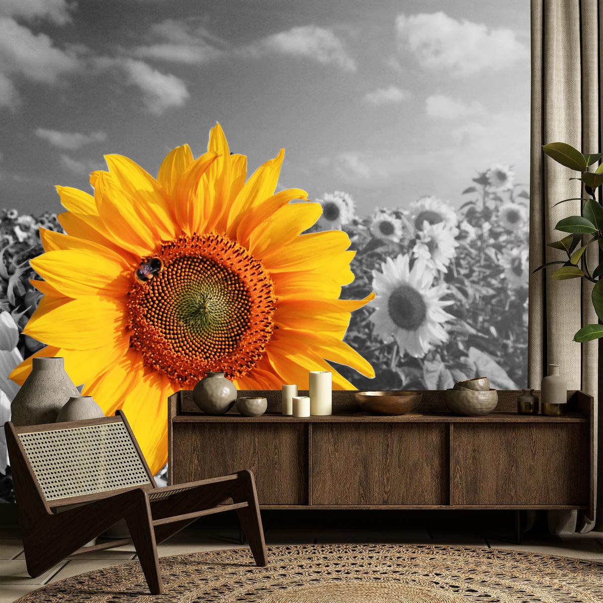 FOTOTAPETE für Küche Gelber Sonnenblume Schwarz-Weiß Hintergrund 450x315 - Gelb/Orange, Papier (450/315cm) - Muralo