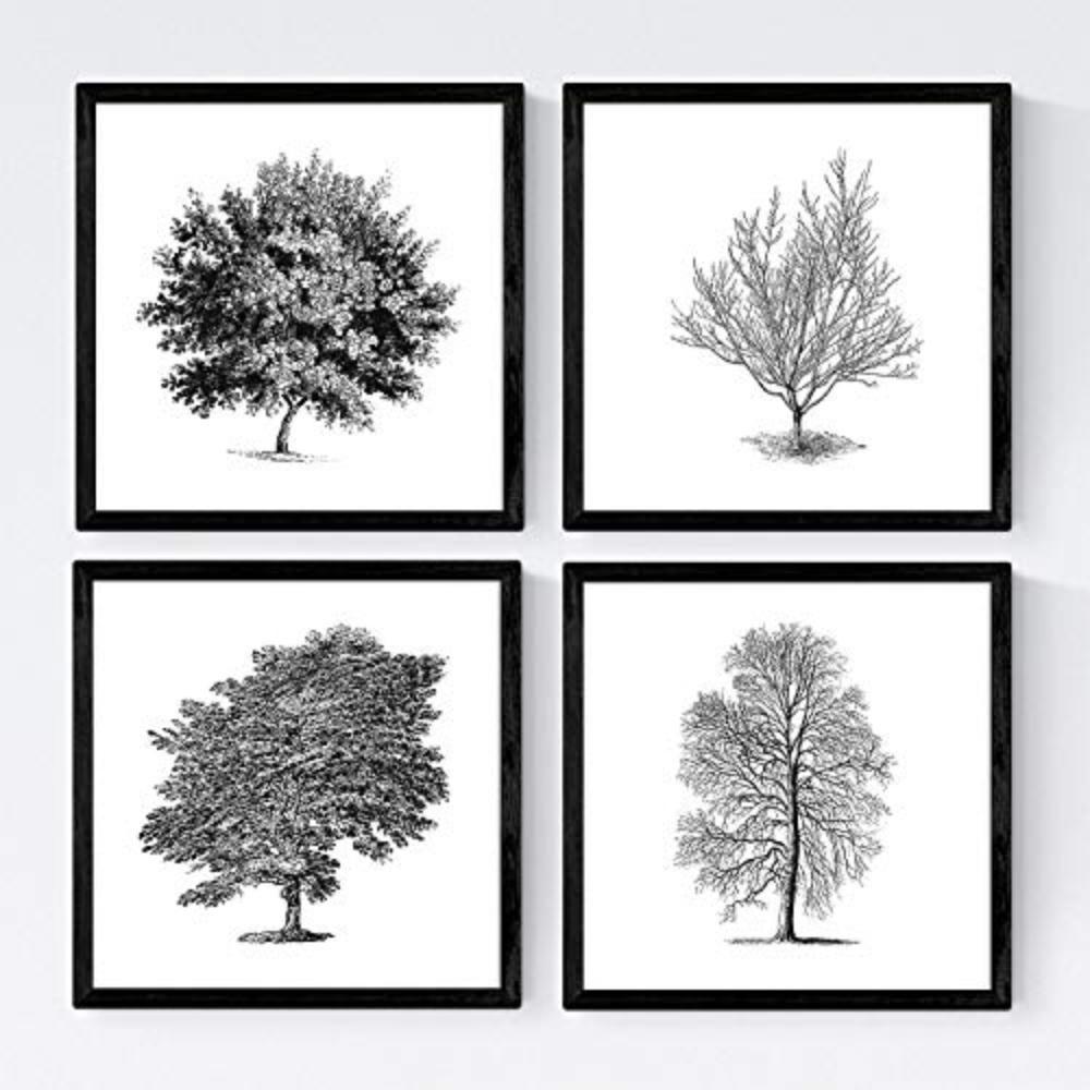 POSTER Set mit 4 Blättern der Caduda Bäume und immergrüne weiß 20x20cm Rahmenlos - Klar, Papier (20/3cm) - Nacnic
