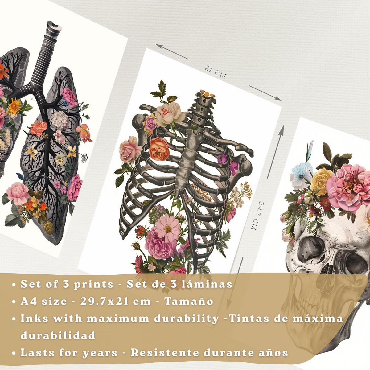 POSTER Set aus 3 Anatomie Mensch Drucke und mit Lungen Luftröhre Bronchien Rippen Wirbelsäule und Schädel Modernes Florales Leichter Holzrahmen A4 - Beige, Papier (21/29.7/3cm) - Nacnic