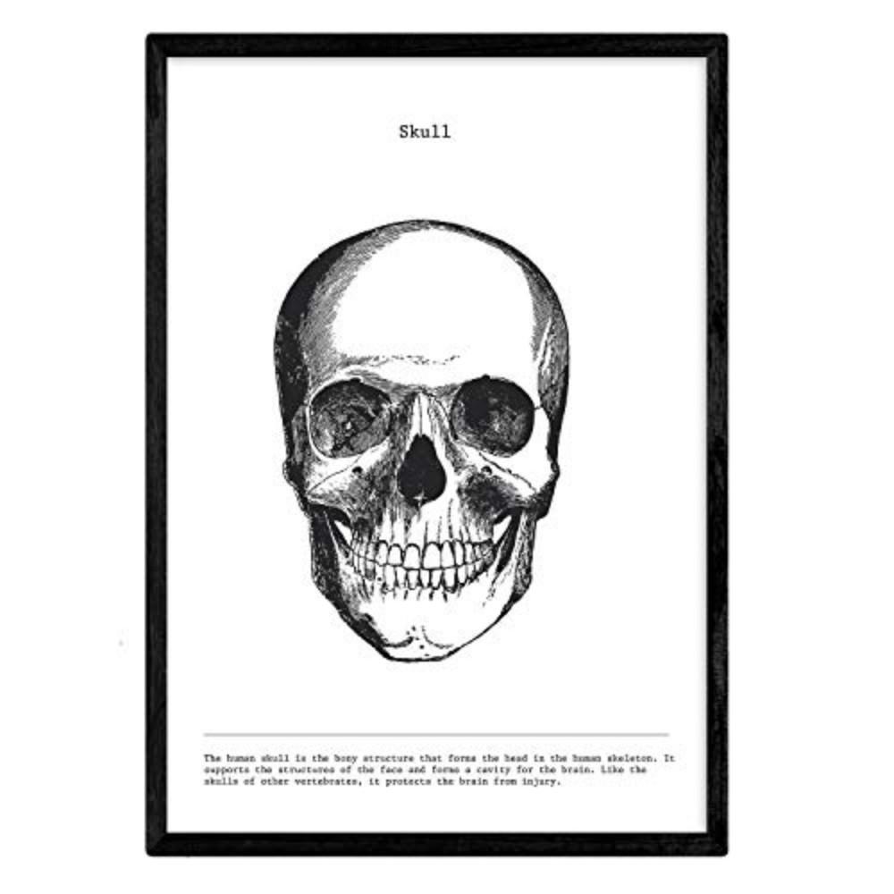 POSTER Anatomie Schädel A4 Schwarzer Rahmen - Schwarz, Papier (29.7/5/21cm) - Nacnic