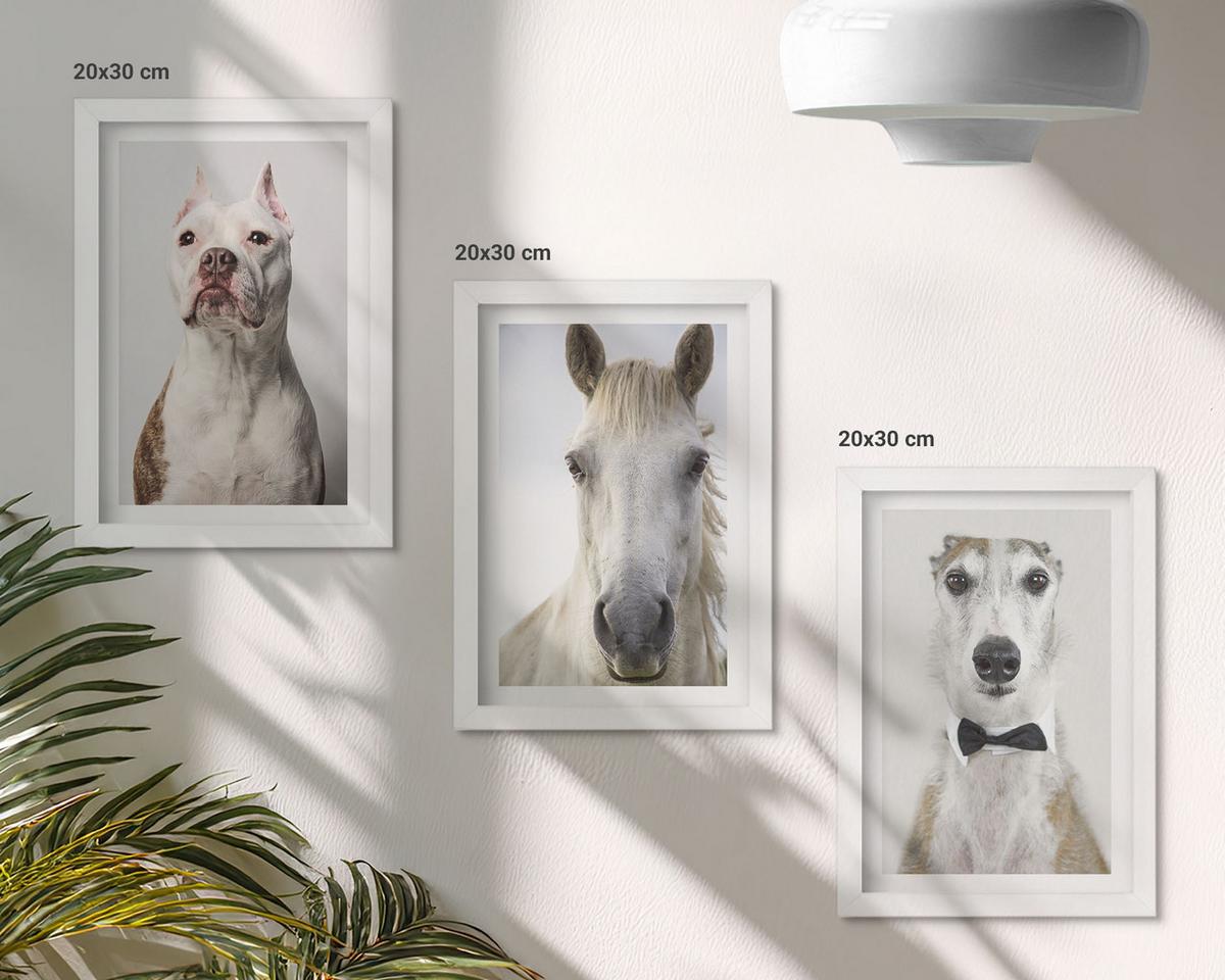BILDER SET 3er Set - 20x30 cm Weißer Rahmen - Elegante Porträts von Hunden und Pferden - Weiß, Kunststoff (20/30cm) - TULUP